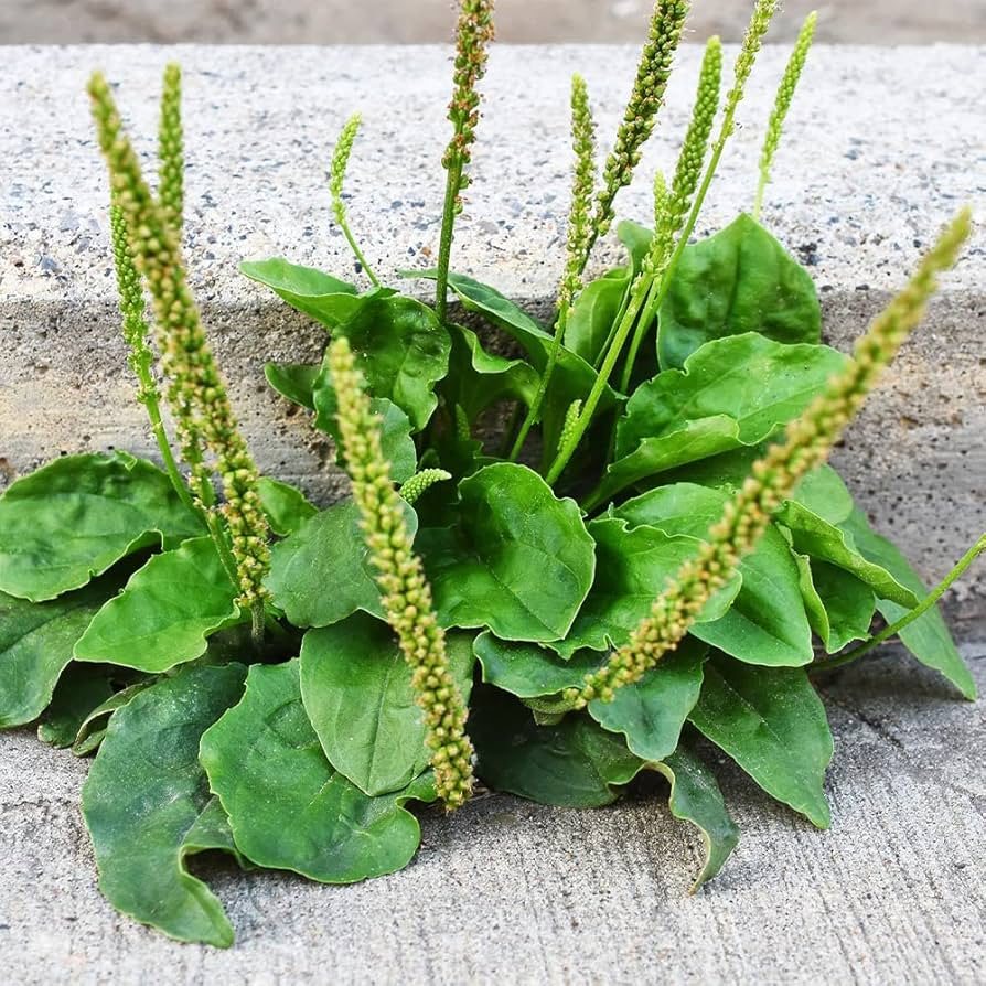 Plantago major Seeds - 100 Count | Broadleaf Plantain (Alaska Wild Harvested)