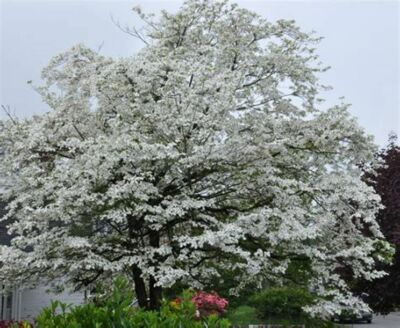 White Dogwood Tree (Cornus florida) - 6 Unrooted Cuttings, 6" Each, Heirloom