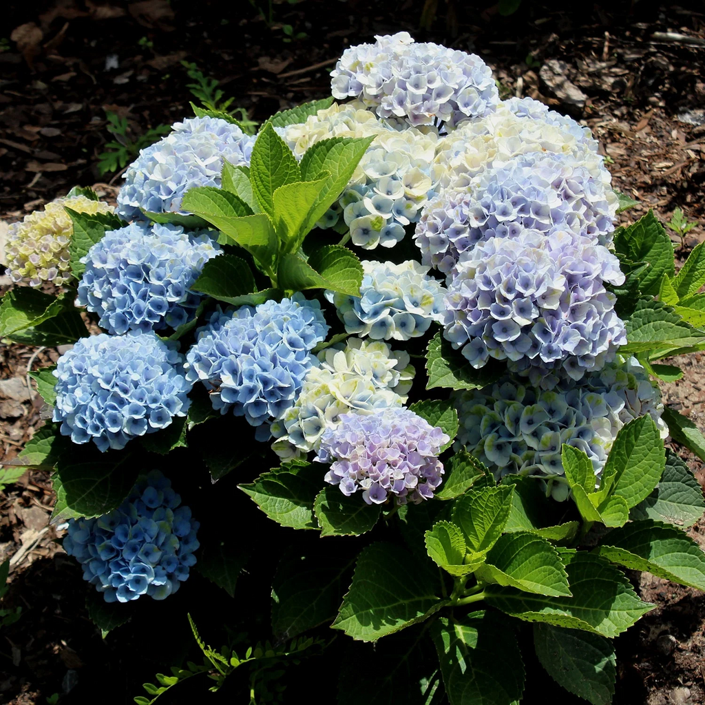 Hydrangea macrophylla Cuttings - 10 Unrooted Stem Cuttings with Deep Blue Flowers