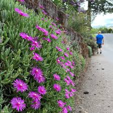 Delosperma Creeping Ice Plant - 12 Unrooted Cuttings (Purple/Pink) 4-7"