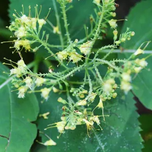Stone Root Plants (Collinsonia canadensis) - 10 Bare Root Perennial for Shade & Woodland Gardens