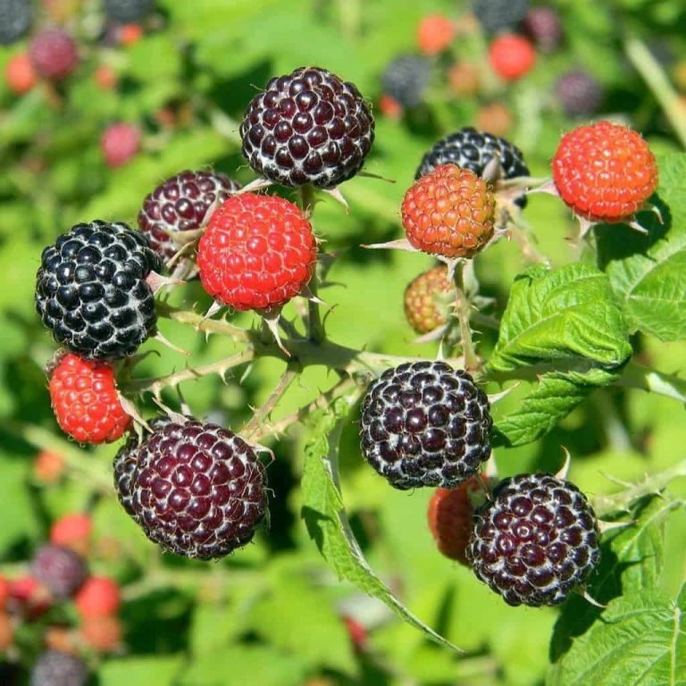 Black Hawk Raspberry Plants (Rubus occidentalis) - 2 Pack, 1–2 Year Old, Hardy