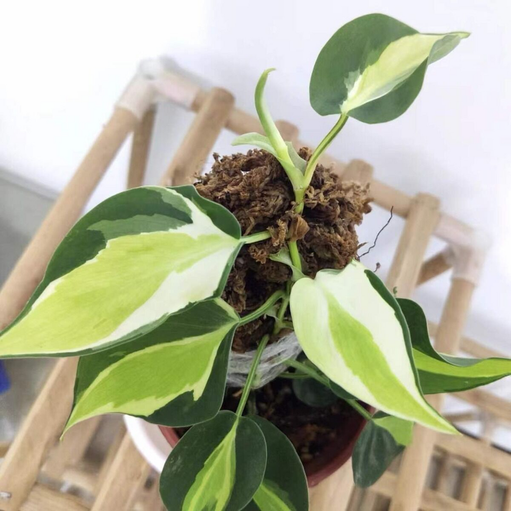 Philodendron Cream Splash Rooted Cuttings | Variegated Houseplant