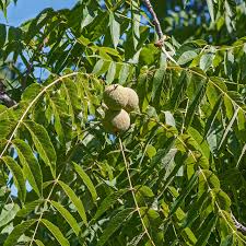 Black Walnut Seeds (Juglans nigra) - 10 Seeds for Home Orchard and Landscaping