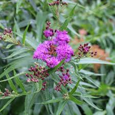 Vernonia noveboracensis (New York Ironweed) 500 mg Seeds for Planting - Native Perennial Wildflower