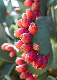 Opuntia ficus-indica Cuttings - 1 Rooted Pad, Texas Prickly Pear Cactus, Red Fruit, Zones 8-11