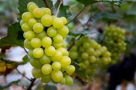 Cotton Candy Grape Cuttings (4 Unrooted Hardwood) - Vitis spp. | Zones 7-10