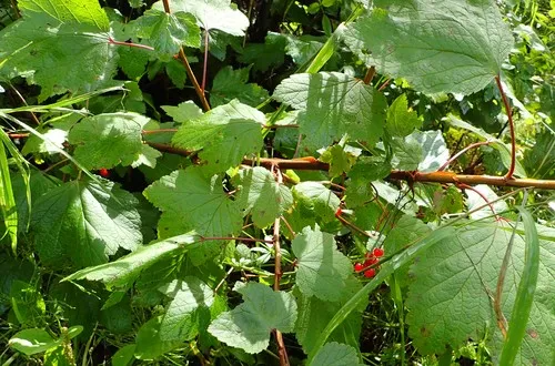 Viburnum edule (Highbush Cranberry) Cuttings - 4 Dormant Stem Cuttings