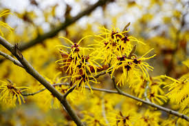 Witch Hazel Shrubs Hamamelis virginiana - 3 Bare Root Plants, 12–18"