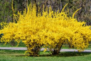 Forsythia Unrooted Cuttings (10 x 6-8") - Forsythia x intermedia, Yellow Blooms