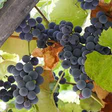 Concord Grape Thin Cuttings (12) Unrooted 6+" Vitis labrusca ‘Concord’ | Hardy Zone 4-8