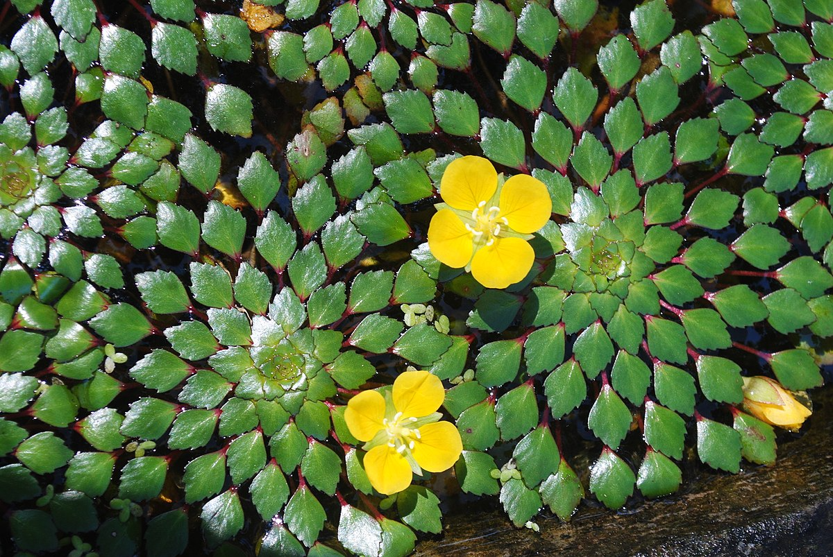 Ludwigia sedioides Water Mosaic Plant Cuttings (4) - Floating Aquatic Plant