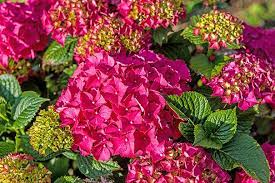 Magenta Hydrangea Cuttings - 8 Live Stems, 6" | Hydrangea macrophylla Cutting