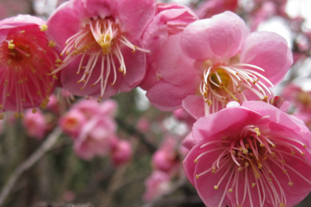Prunus mume 'Rosebud' Pink Japanese Flowering Apricot Bonsai Starter Plant in 2.2" Pot
