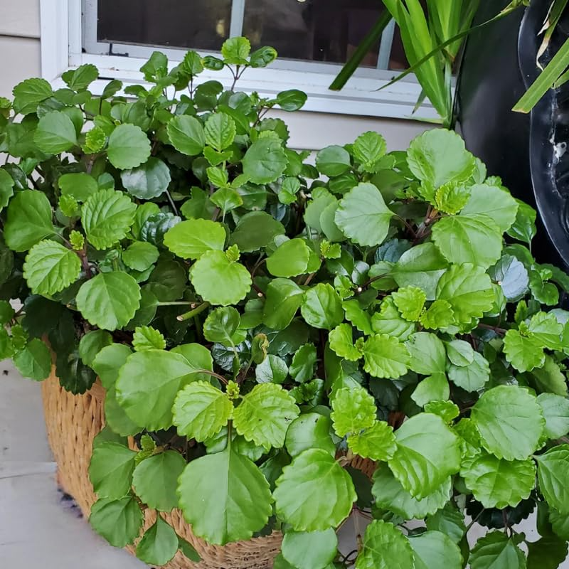 Organic Swedish Ivy Cuttings - 10 Trailing Plectranthus verticillatus, Low Light, Air Purifying