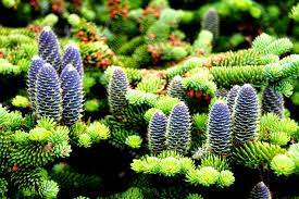 Abies balsamea Seeds - Balsam Fir (30 seeds) from Lake States | Cold-Hardy Evergreen for Planting & Landscaping