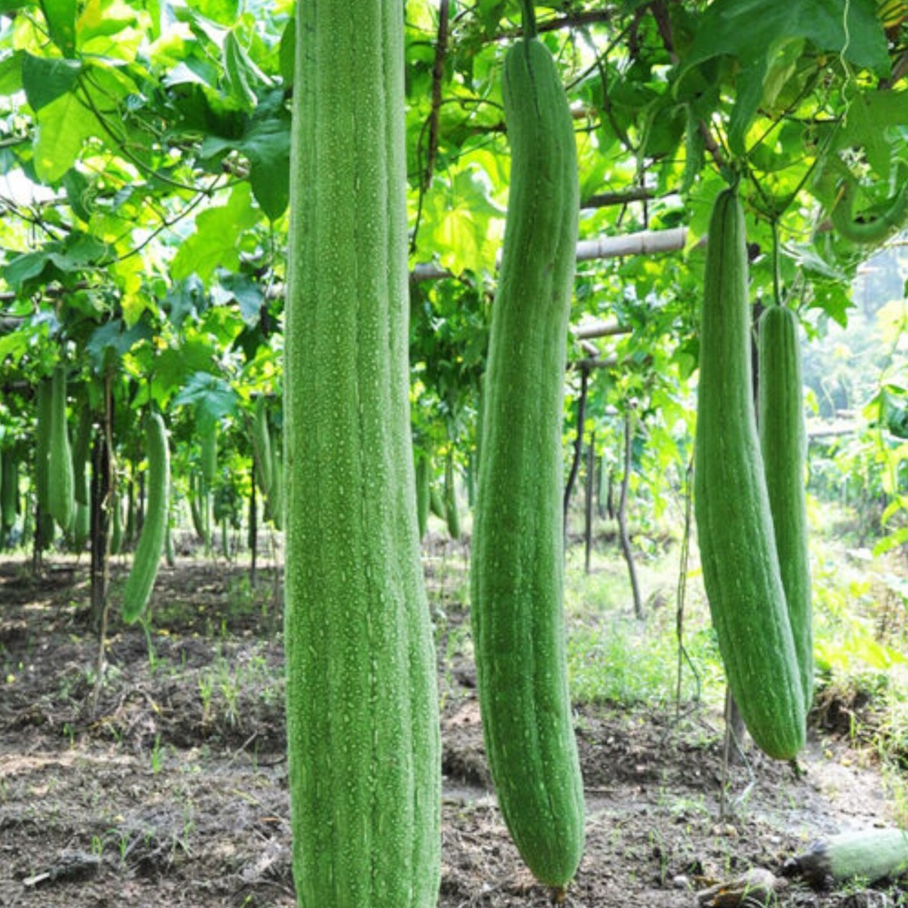 Luffa Gourd Seeds (Luffa aegyptiaca) - 20 Seeds | Non-GMO Sponge Gourd for Trellises