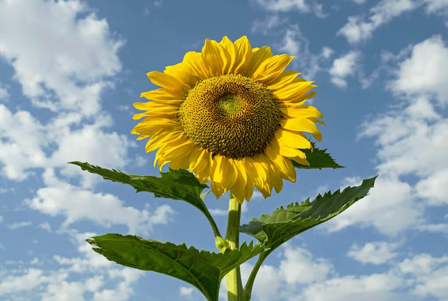 Mongolian Giant Sunflower Seeds - 10 Non-GMO Seeds for 12–14 ft Tall Yellow Blooms