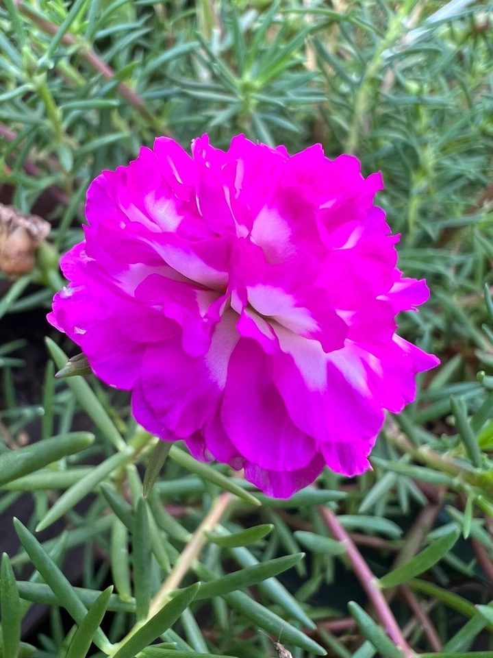 Portulaca Grandiflora Irin 5 Unrooted Cuttings Moss Rose Purslane - Rare Color