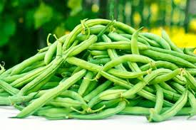 Provider Green Bush Bean (Phaseolus vulgaris) - 20 Seeds | Heirloom, Early Maturing