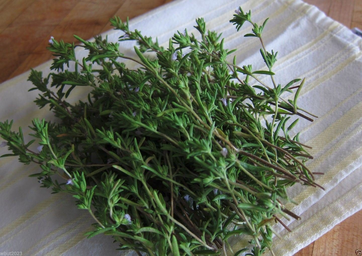 Summer Savory Seeds - Satureja hortensis (500 Seeds) for Kitchen Garden