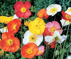 Iceland Poppy Seeds (Papaver nudicaule) - 500 Non-GMO, Cool-Climate Wildflower