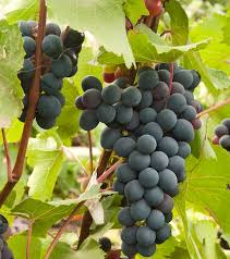 Vitis 'Jupiter' Cuttings (5) - Seedless Grape, Blue Table Grapes, Zones 6-9