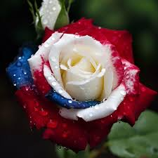 Three-Color Rose Seeds - 20 Seeds, Red White & Blue Heirloom Rosa spp. (Non-GMO)