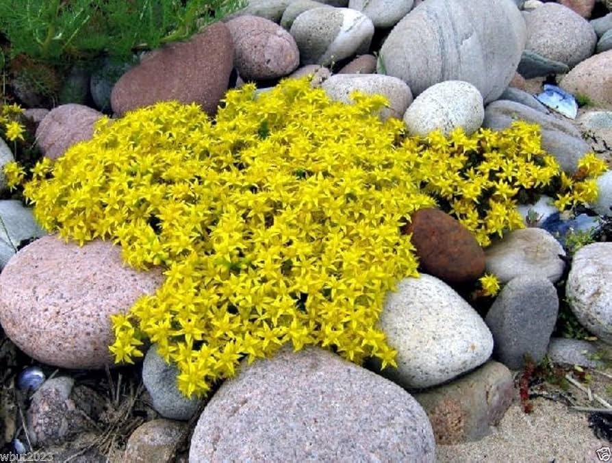 Golden Creeping Sedum (Sedum acre) - 5 Bare Root Ground Cover Cuttings