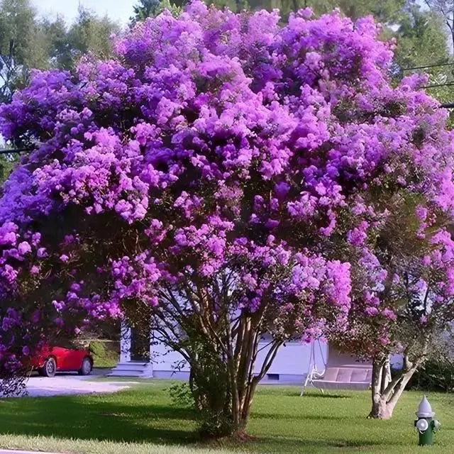 Dark Purple Crepe Myrtle - Lagerstroemia Rooted Cuttings, 6" Tall, Bare Root
