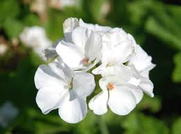 Geranium Patriot White - Well-Rooted 4" Starter Plant (Pelargonium)