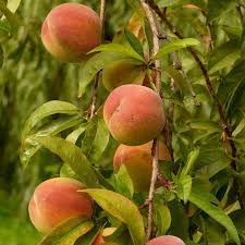 Donut Peach Fruit Tree Scion Cuttings (6-10"), Unrooted - Prunus persica var. platycarpa