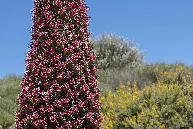 Tower of Jewels Echium wildpretii Live Plant - 3" Pot, Rare Biennial, Zone 9-10