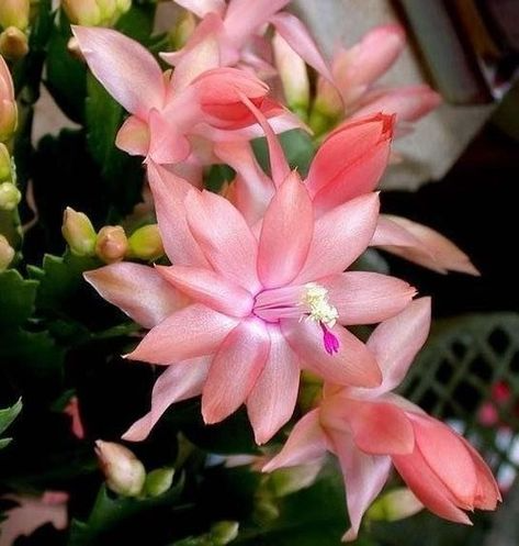Schlumbergera truncata Cuttings (2 Stem Segments) Peach Blooms | Thanksgiving/Holiday Cactus