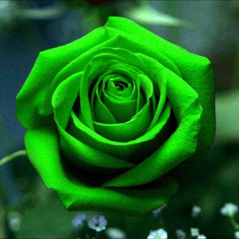 Scottish Green Rose Seeds - Rare Heirloom Rosa spp. 20 Seeds