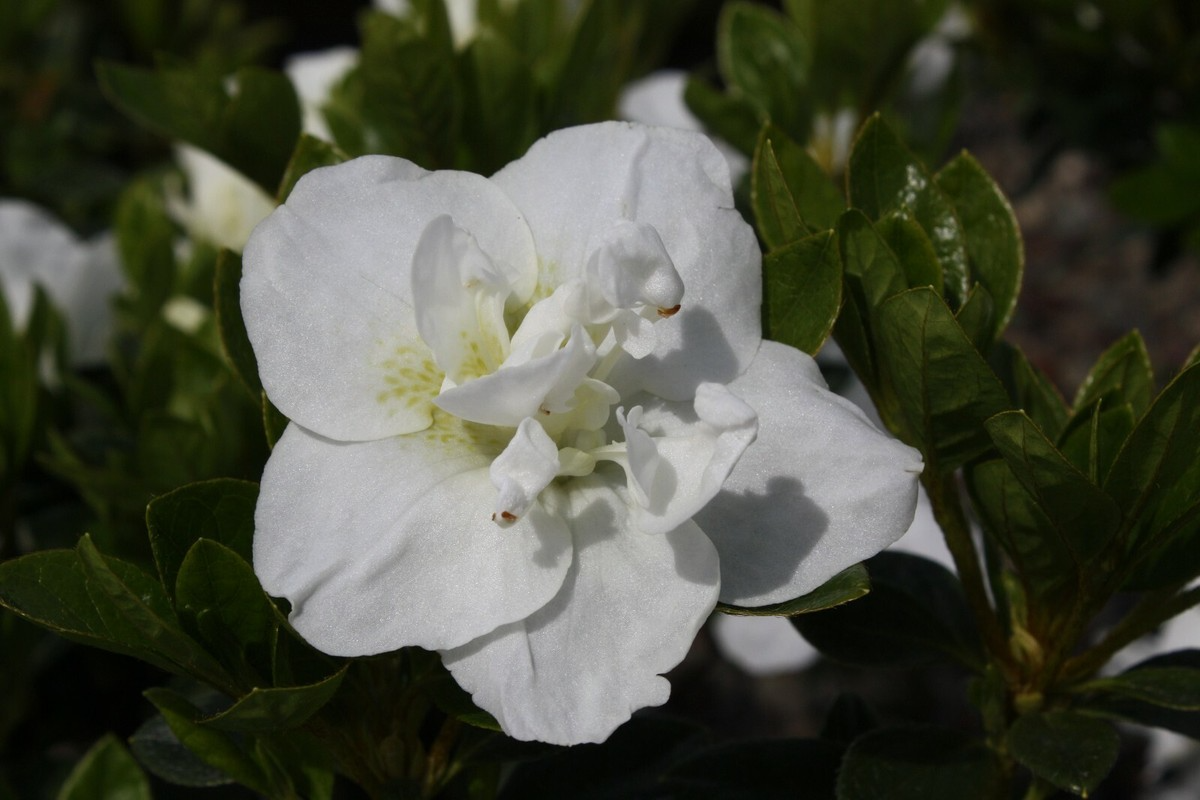 Hardy Gardenia Azalea Rhododendron Deciduous Starter Plant with Double White Blooms
