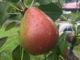 Moonglow Pear Tree Scions (3 Unrooted Cuttings) 6-10 in | Pyrus communis for Grafting & Rooting