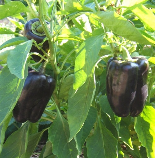 Purple Pepper Seeds - 100+ Non-GMO Capsicum annuum for Ornamental & Edible Peppers