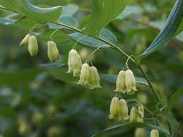 True Solomon’s Seal (Polygonatum biflorum) - 10 Bare Root Plants | Shade Perennial