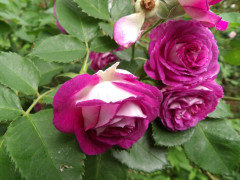 Cosmic Cloud Rose Cuttings - Unrooted, 3 Fresh Stems, Velvety pink-white blooms