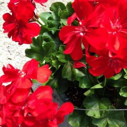 Ivy Geranium Mountie Red - 8 Unrooted Cuttings for Propagation