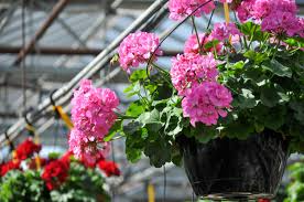 12 Unrooted Hardy Fragrant Pink Geranium Cuttings for Propagation