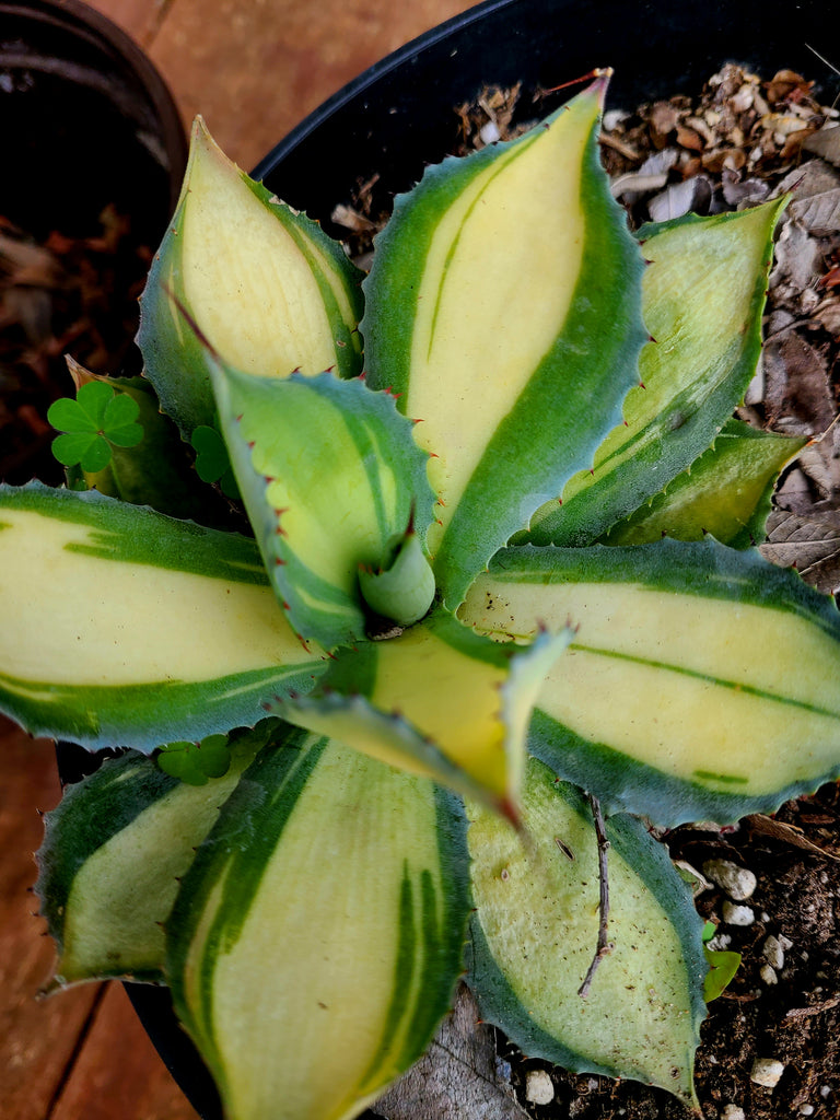 Rare Agave Rum Runner Hybrid - Japanese Mutation, 12" Rosette, Red Thorns - Zone 8+