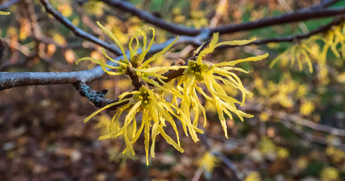 Witch Hazel Shrub Hamamelis virginiana - Bare Root 12-18"