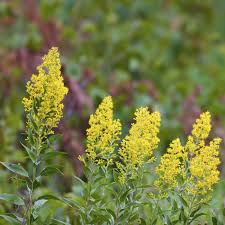Solidago nemoralis Goldenrod Bare Root Plants - 3 Pack