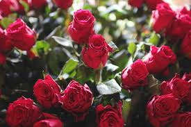 Cherry Red Color Rose Unrooted Cuttings - 3 x 7" Easy to Root for Propagation