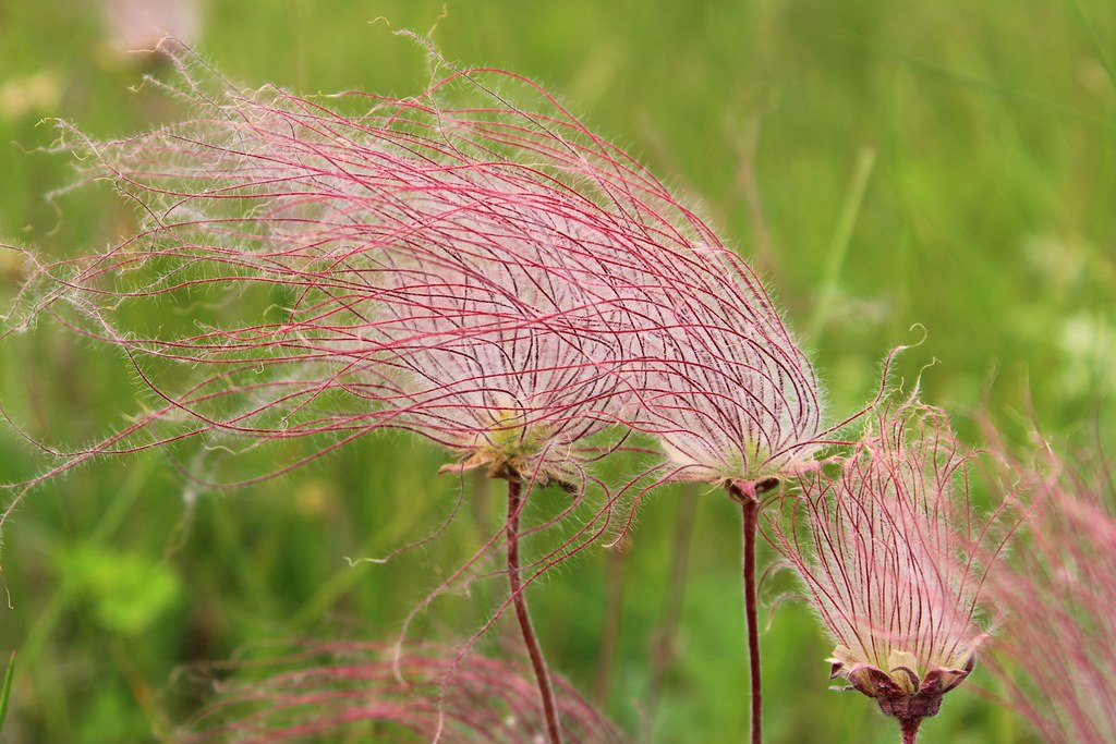 Prairie Smoke Fire Geum triflorum Seeds – 20 Seeds, Drought-Tolerant Perennial Wildflower