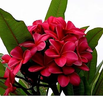 Plumeria Cuttings - Miami Rose (12-14 in) Unrooted Stem Cuttings