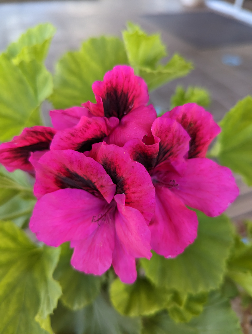 Martha Washington Geranium Pelargonium - Four 5-Inch Cuttings for Rooting, Mixed Color
