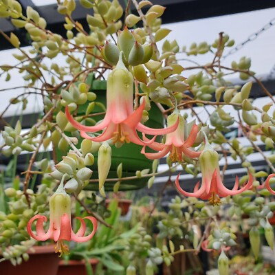 Cotyledon Pendens Succulent Cuttings - 3 Unrooted, 3-4 in Each